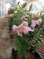 [5521 PO21 Bellamonte No01.JPG]